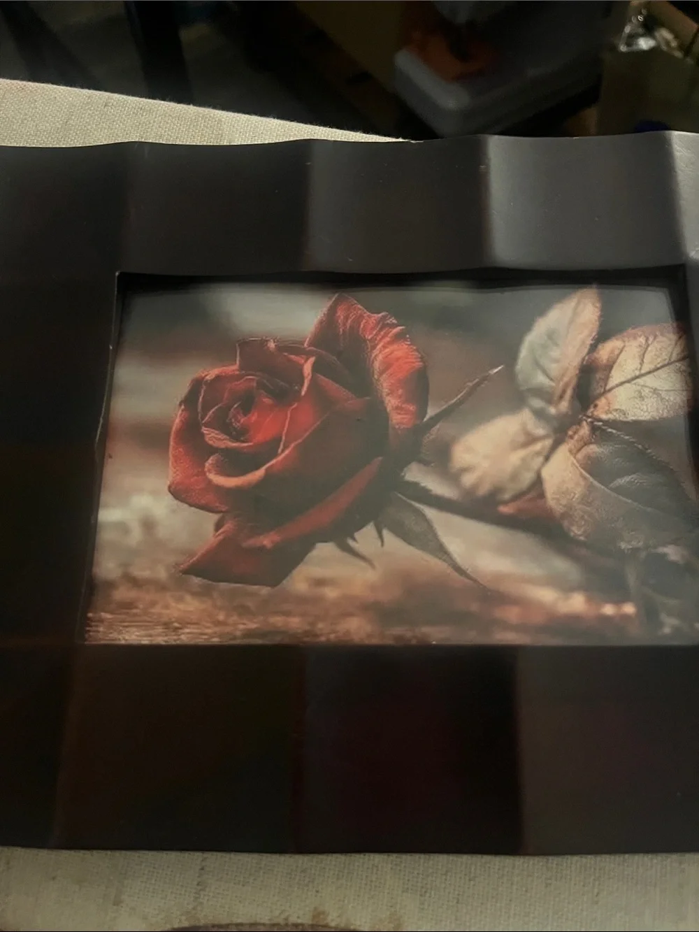 Brown Frame with captivating Red rose still close up print 4 x 6 149